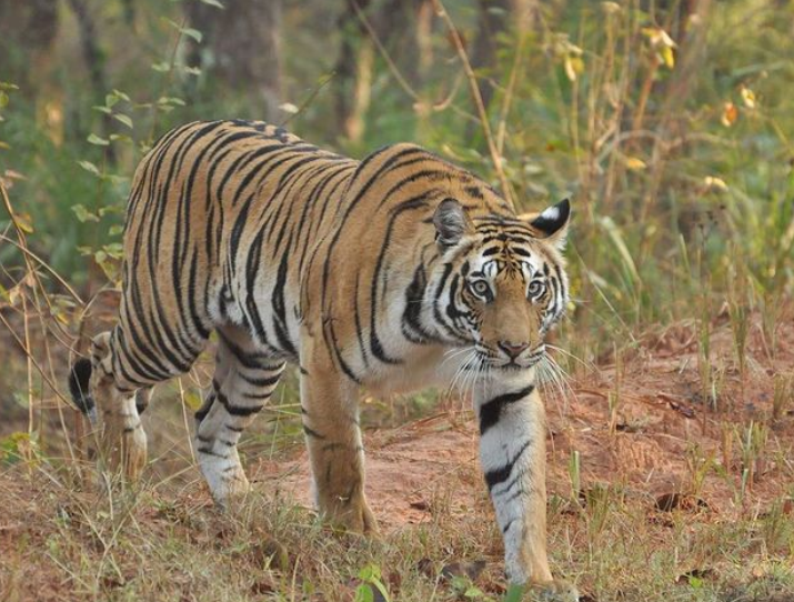 tiger
